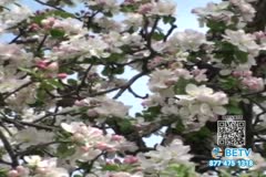 TV Content Image